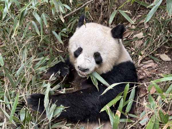 鑫优配 国际熊猫日专访｜大熊猫保护进入“下半场”，早已超越单一物种保护